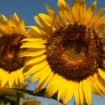 mensagem de aniversário girassol mensagem de aniversário girassol